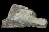 Fossil Lycopod Tree Root (Stigmaria) - Kentucky #143718-1